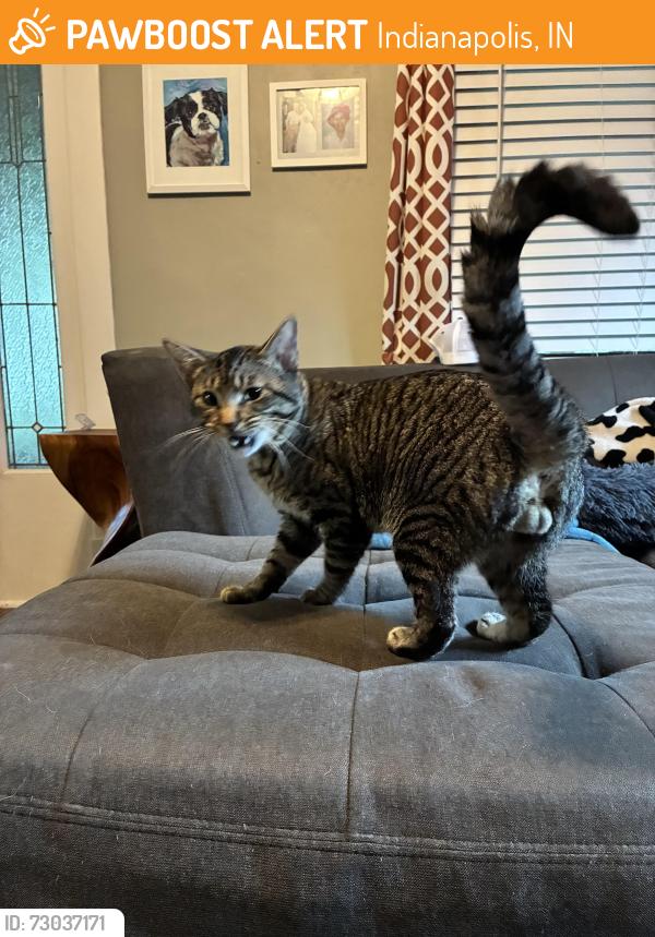Found/Stray Male Cat last seen Emerson Avenue and Michigan Street, Indianapolis, IN 46219
