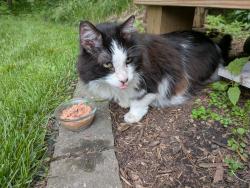 Found/Stray Unknown Cat last seen North Marquette and Hauk street, Madison, WI 53704