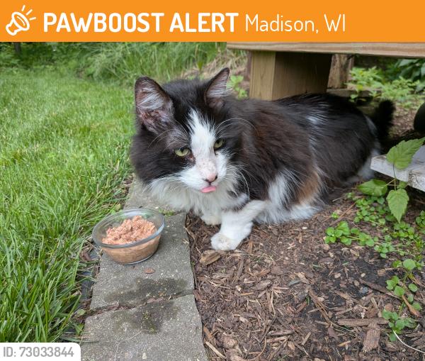 Found/Stray Unknown Cat last seen North Marquette and Hauk street, Madison, WI 53704