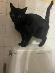 Lost Male Cat last seen Mariaville Road, Mariaville Lake, NY 12137