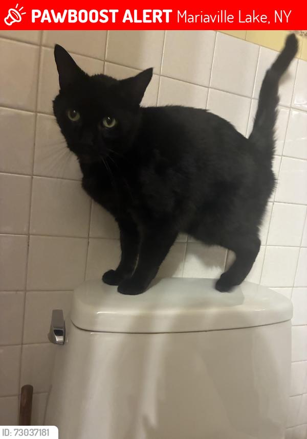Lost Male Cat last seen Mariaville Road, Mariaville Lake, NY 12137