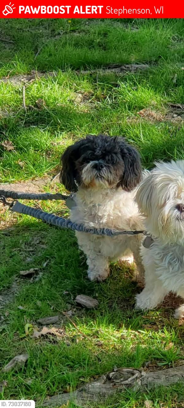 Lost Male Dog last seen Parkway and Thunder Mountain, Stephenson, WI 54114