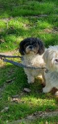 Lost Male Dog last seen Parkway and Thunder Mountain, Stephenson, WI 54114