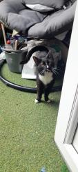 Found/Stray Unknown Cat last seen Springfield rd, Belfast, Northern Ireland 