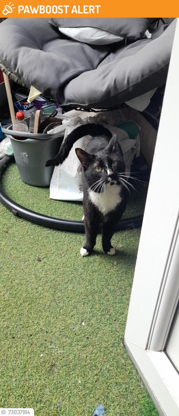 Found/Stray Unknown Cat last seen Springfield rd, Belfast, Northern Ireland 