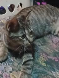 Lost Female Cat last seen Rabb rd, La Feria, TX 78559