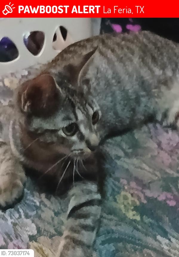 Lost Female Cat last seen Rabb rd, La Feria, TX 78559