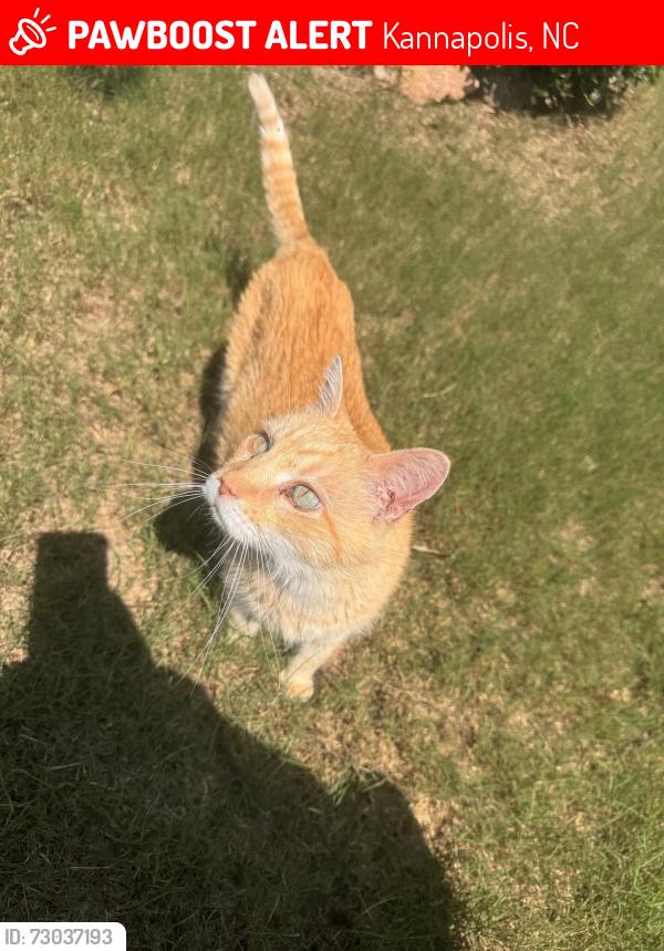 Lost Male Cat last seen Lantern Way, Kannapolis, NC 28081