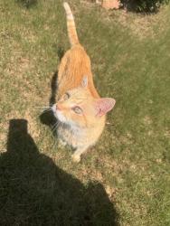 Lost Male Cat last seen Lantern Way, Kannapolis, NC 28081