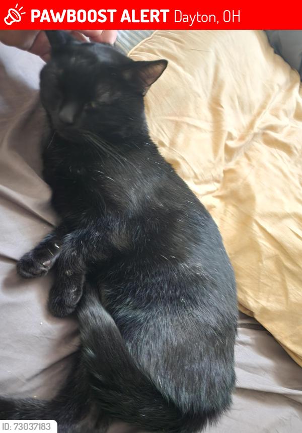 Lost Male Cat last seen Marrot Dr & Gardendale Ave, Dayton, OH 45417