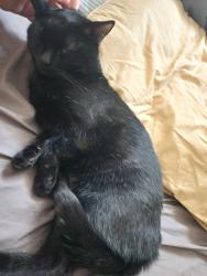 Lost Male Cat last seen Marrot Dr & Gardendale Ave, Dayton, OH 45417