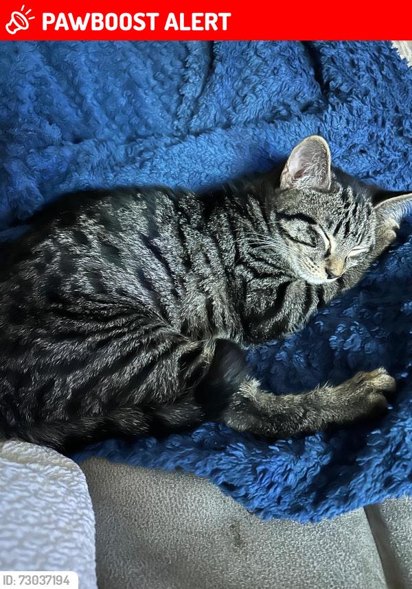 Lost Male Cat last seen Kensal Green, Greater London, England NW10 5BZ