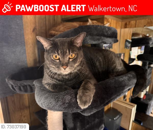 Lost Male Cat last seen Bonne venture, Walkertown, NC 27051