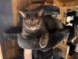 Lost Male Cat last seen Bonne venture, Walkertown, NC 27051