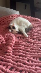 Lost Female Cat last seen Copper Hill Court and Adams Farm Parkway, Greensboro, NC 27407