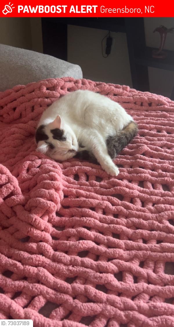 Lost Female Cat last seen Copper Hill Court and Adams Farm Parkway, Greensboro, NC 27407