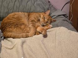 Lost Male Cat last seen Bernstein Road, Woodbourne, NY 12788