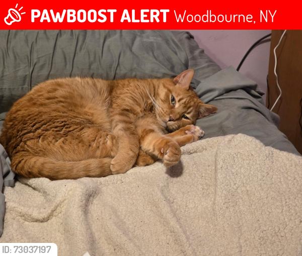 Lost Male Cat last seen Bernstein Road, Woodbourne, NY 12788