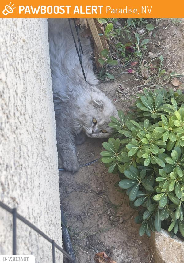 Found/Stray Unknown Cat last seen Huxley St, Paradise, NV 89123