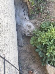 Found/Stray Unknown Cat last seen Huxley St, Paradise, NV 89123