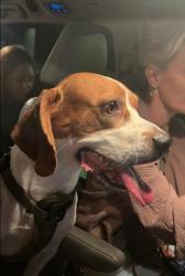 Found/Stray Male Dog last seen Found near Mountain View Ave off of Barton, Loma Linda, CA 92354