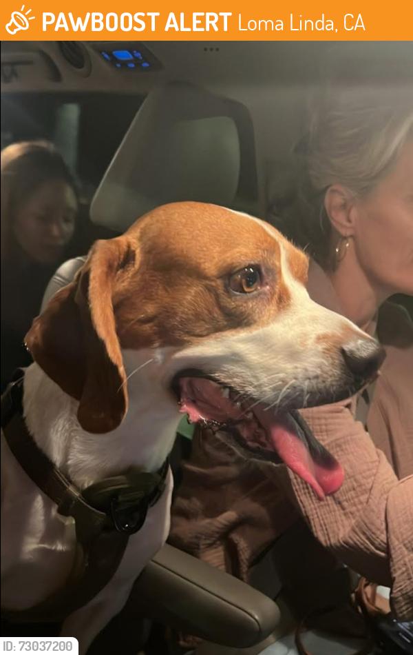 Found/Stray Male Dog last seen Found near Mountain View Ave off of Barton, Loma Linda, CA 92354