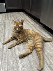 Found/Stray Male Cat last seen Carlton Ave and Sherman Ave, Raleigh NC, Raleigh, NC 27606