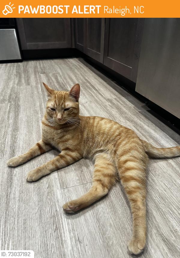 Found/Stray Male Cat last seen Carlton Ave and Sherman Ave, Raleigh NC, Raleigh, NC 27606