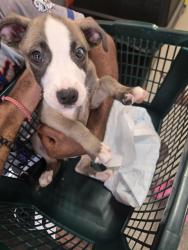 Shelter Stray Female Dog last seen Near BLOCK CRAIG AVE, 3528 Newburg Rd, Louisville, KY 40218, USA