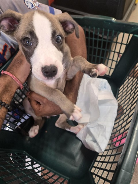 Shelter Stray Female Dog last seen Near BLOCK CRAIG AVE, 3528 Newburg Rd, Louisville, KY 40218, USA