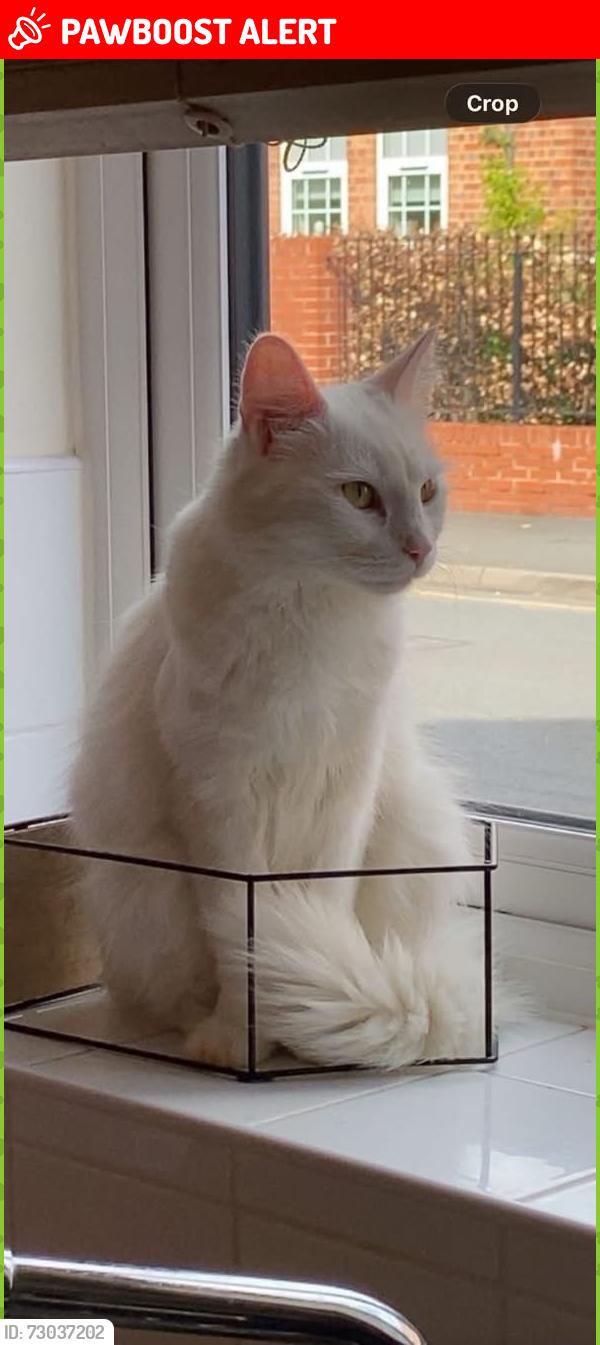 Lost Female Cat last seen Tan lane , Worcestershire, England DY13