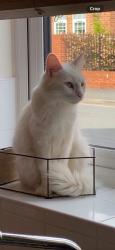Lost Female Cat last seen Tan lane , Worcestershire, England DY13