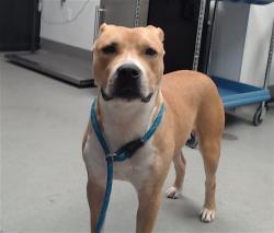 Shelter Stray Male Dog last seen MASON X ELLIS, 1419 Bryant St, San Francisco, CA 94103, USA