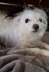 Lost Male Dog last seen Staten lslad , Staten Island, NY 10309