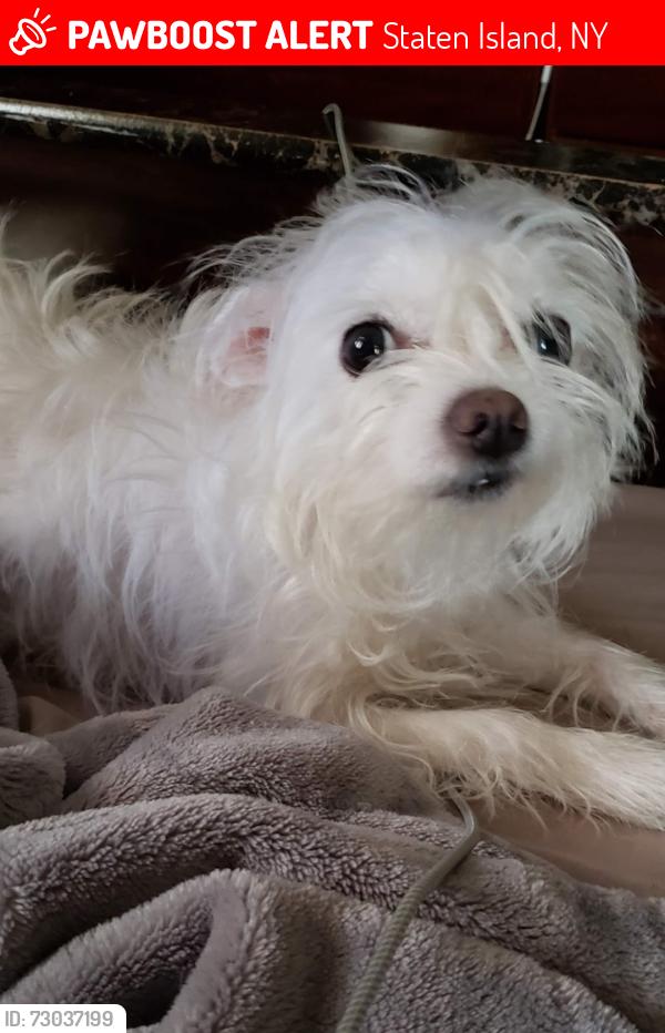 Lost Male Dog last seen Staten lslad , Staten Island, NY 10309