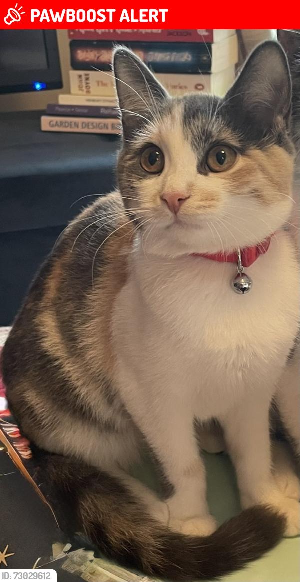Lost Female Cat last seen Blaise Inn, Henbury, England BS10 7QF