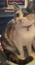 Lost Female Cat last seen Blaise Inn, Henbury, England BS10 7QF