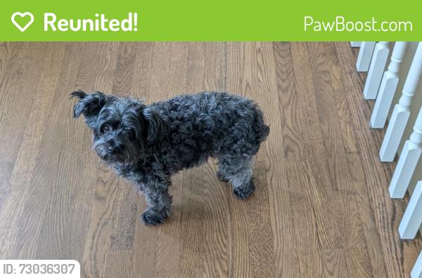 Reunited Female Dog last seen Arrowwood subdivision , Scituate, MA 02066