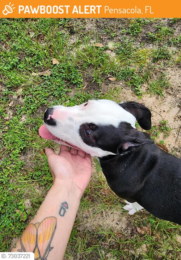 Found/Stray Male Dog last seen Sabra drive, Pensacola, FL 32514