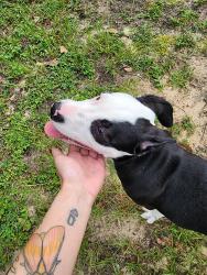 Found/Stray Male Dog last seen Sabra drive, Pensacola, FL 32514