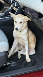 Found/Stray Male Dog last seen Near and 96 by the pet co, League City, TX 77573