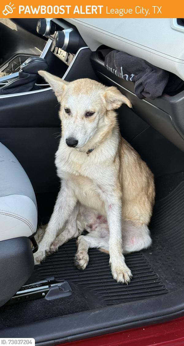 Found/Stray Male Dog last seen Near and 96 by the pet co, League City, TX 77573