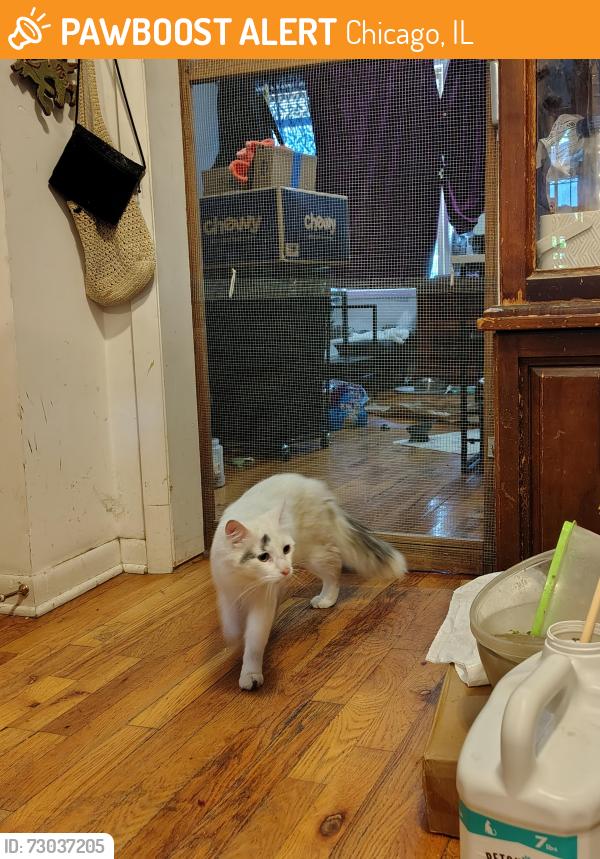 Found/Stray Male Cat last seen 21st and wolcot, Chicago, IL 60608