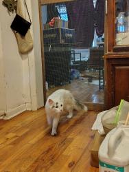 Found/Stray Male Cat last seen 21st and wolcot, Chicago, IL 60608