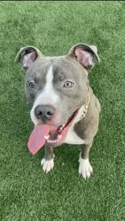 Reunited Male Dog last seen Fairmont , Hartford, CT 06120