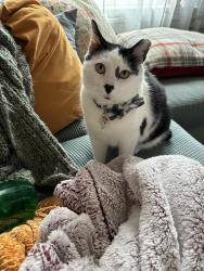 Lost Male Cat last seen Arrowroot and Atlantis , Bowie, MD 20716