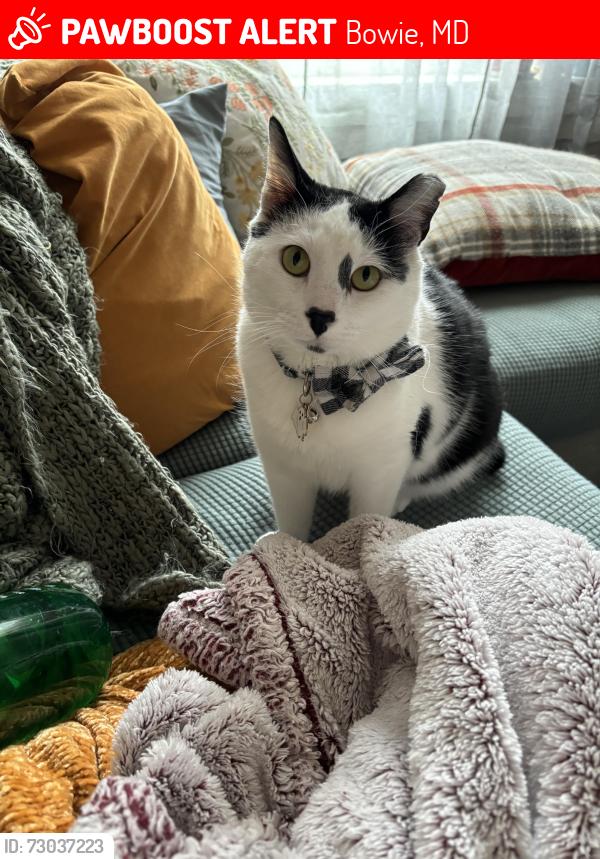 Lost Male Cat last seen Arrowroot and Atlantis , Bowie, MD 20716