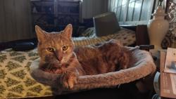 Lost Female Cat last seen Brookmark and Christi, Kentwood, MI 49508