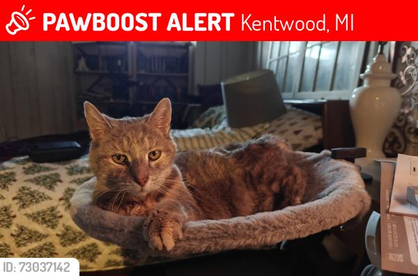 Lost Female Cat last seen Brookmark and Christi, Kentwood, MI 49508
