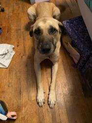 Lost Male Dog last seen Crystal springs Park, Tukwila, WA 98188